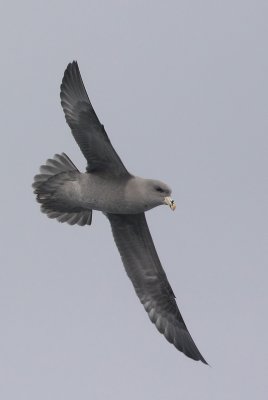 Northern Fulmar