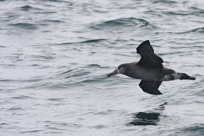 Black-footed Albatross