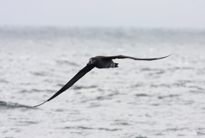 Black-footed Albatross