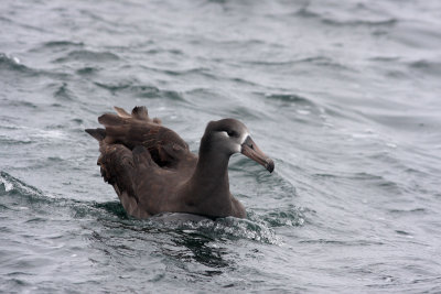 Black-footed Albatross