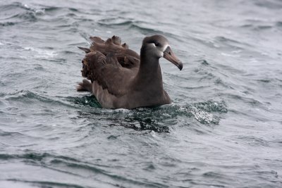 Black-footed Albatross