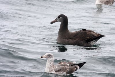 Black-footed Albatross