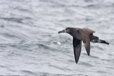 Black-footed Albatross