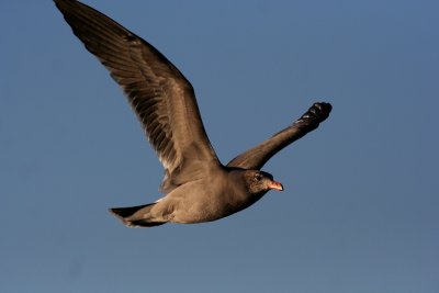 Heermann's Gull