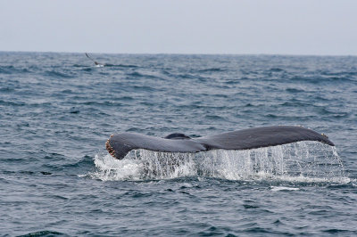 Humpback Whale