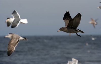 Heermann's Gull (1st cycle)