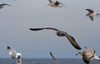 Heermann's Gull