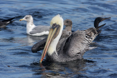 Brown Pelican