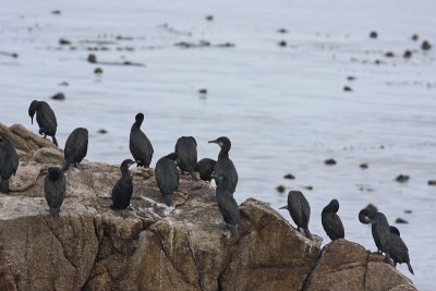 Brandt's Cormorants
