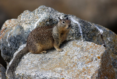 California Ground Squirrel