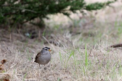 White-crowned Sparrow