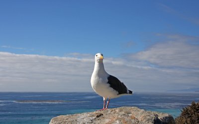 Western Gull