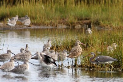 Western Willets, Marbled Godwit, Tricolored Heron