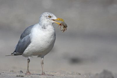 1.IMG_0417.JPG