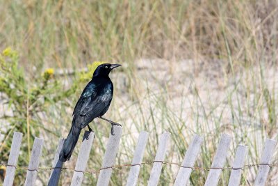 1.IMG_0421.JPG