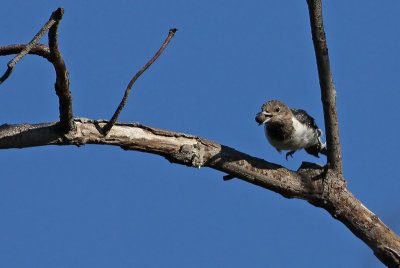 Juvenile Red-headed Woodpecker