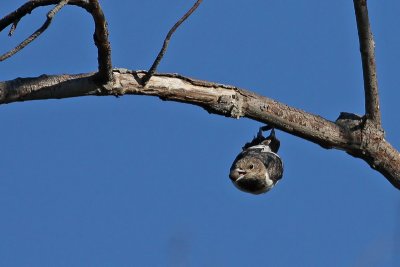 Red-headed Woodpecker