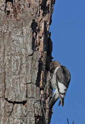 Red-headed Woodpecker