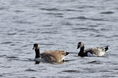 Barnacle Goose