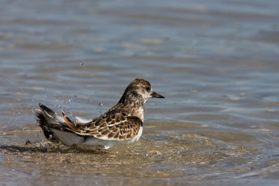 Ruddy Turnstone