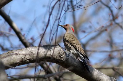 Northern Flicker
