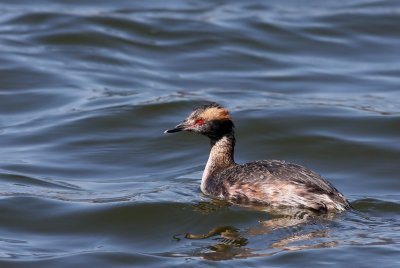 Horned Grebe