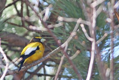 Evening Grosbeak