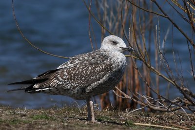 Lesser Black-backed Gull