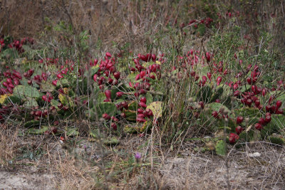 Prickly Pear