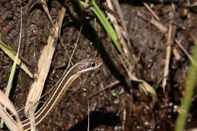 Eastern Ribbon Snake