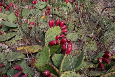 Closeup of Prickly Pear.
