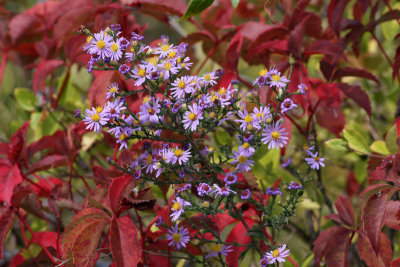 Aster 