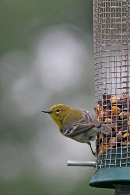 IMG_5759.JPG