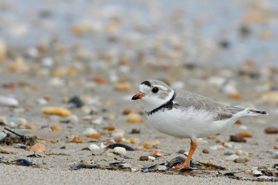 Piping Plover