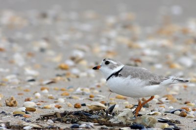 Piping Plover