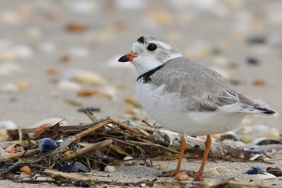 Piping Plover