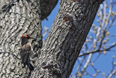 Northern Flicker
