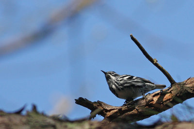 Black and White Warbler