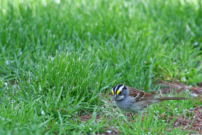 White-throated Sparrow