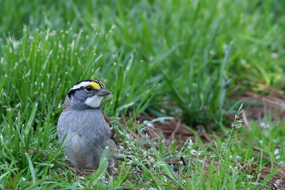 White-throated Sparrow