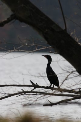 Backlit Double-crested Cormorant
