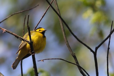 Hooded Warbler
