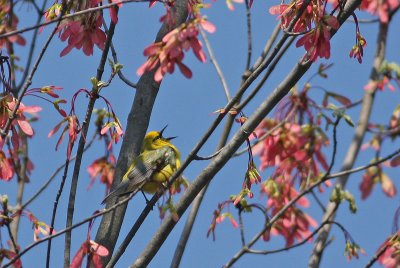 Blue-winged Warbler