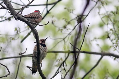 Northern Flickers