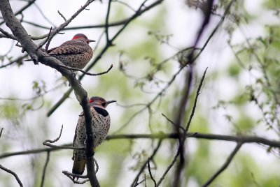 Northern Flickers