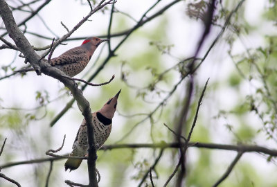 Northern Flickers