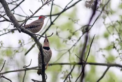 Northern Flickers