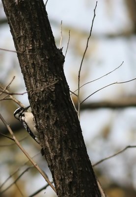 Hairy Woodpecker