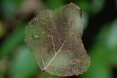 phantom leaf