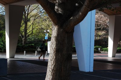 the pillar tree